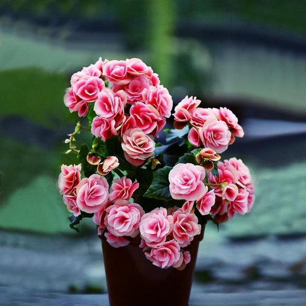 家里养好看的花品种