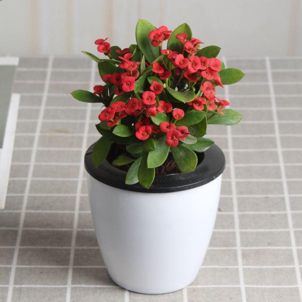 家里养好看的花品种