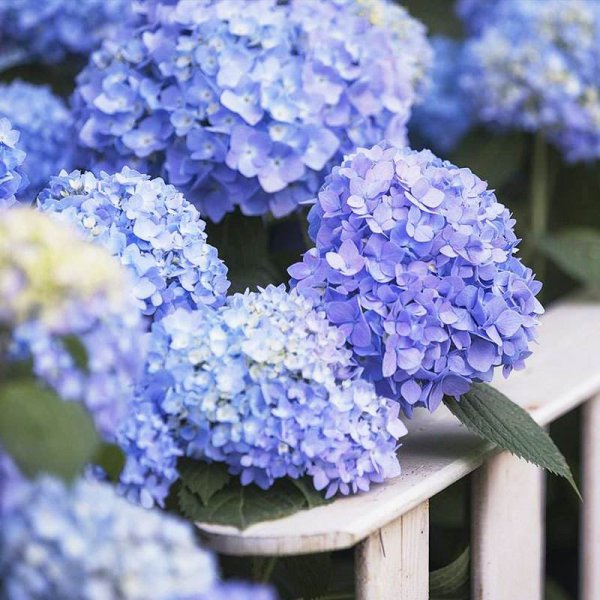 家里养好看的花品种