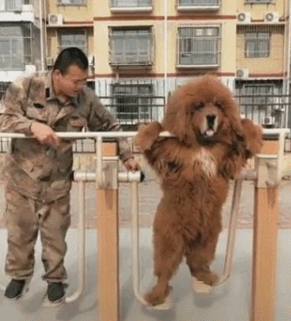 中国纯种犬狗种类