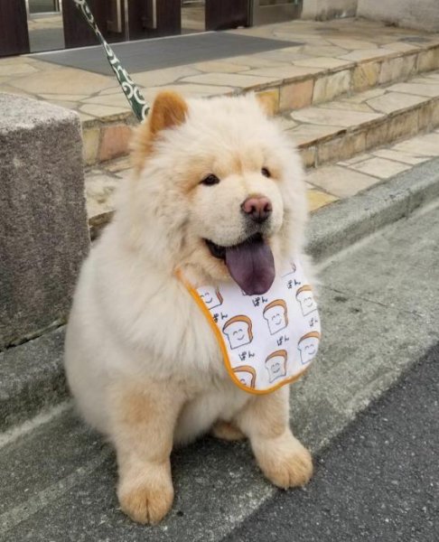 中国纯种犬狗种类