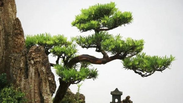 松柏的寓意和象征意义是什么