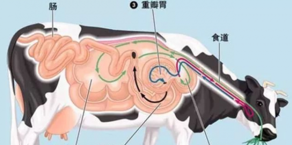 牛一般有四个胃哪个是真正的胃