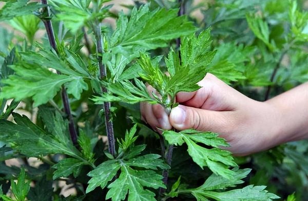 端午节门上挂艾草有什么讲究