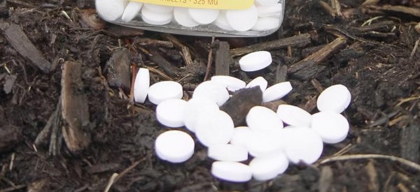 阿司匹林对植物的作用与用途