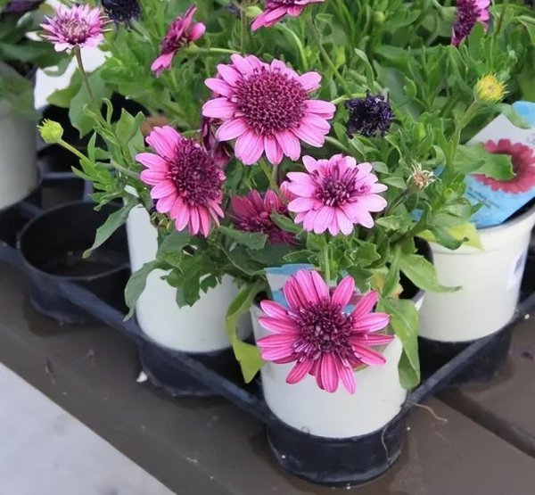 驱蚊绿植排名第一名