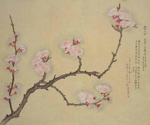 关于杏花的诗句大全