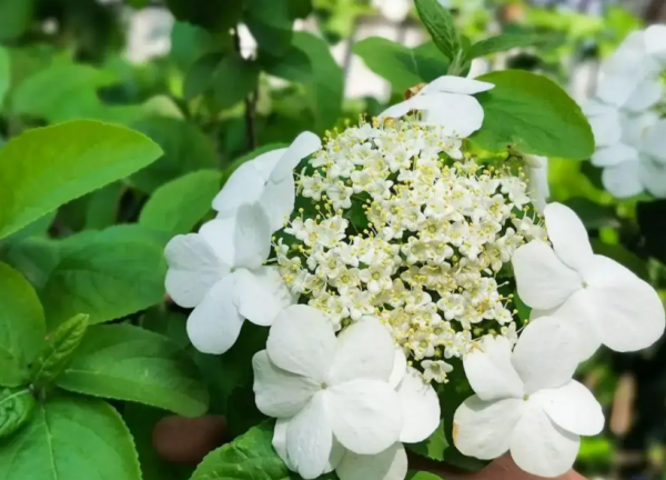 关于琼花诗句大全