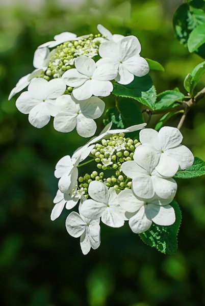 关于琼花诗句大全
