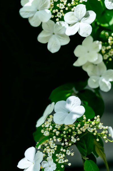 关于琼花诗句大全