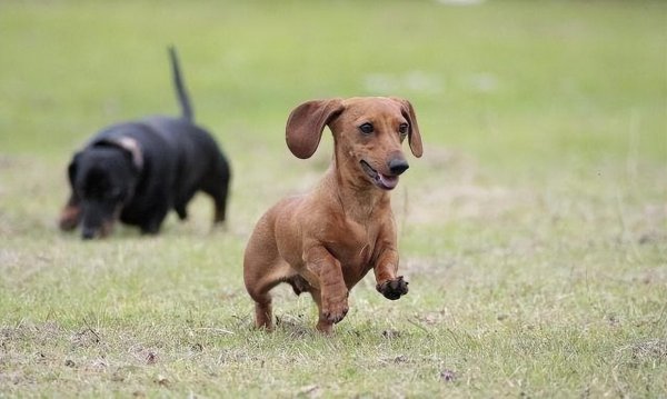 家养小型短毛犬推荐