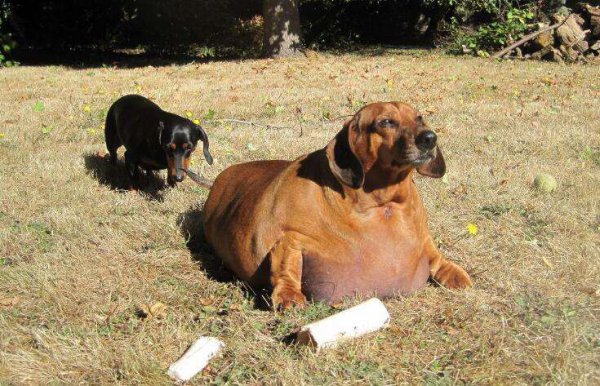 家养小型短毛犬推荐