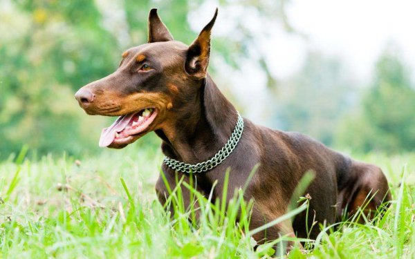 家养小型短毛犬推荐