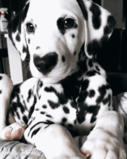 家养小型短毛犬推荐