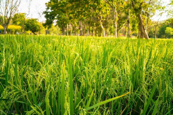 注册农业合作社需要什么条件