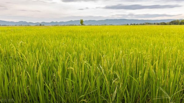 注册农业合作社需要什么条件