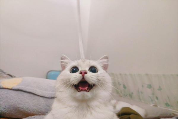 银渐层好养吗