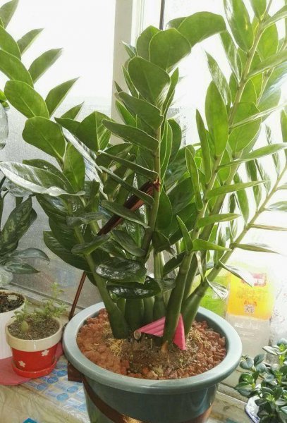 家里种什么花风水好又旺财