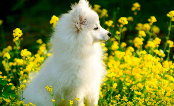 银狐犬的优缺点是什么