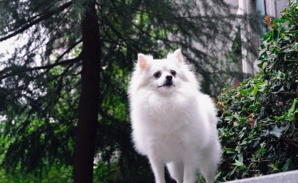 银狐犬的优缺点是什么