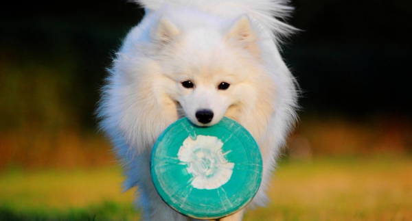 银狐犬的优缺点是什么