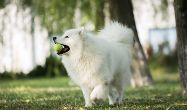 银狐犬的优缺点是什么