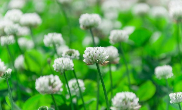 花非花白居易古诗意思