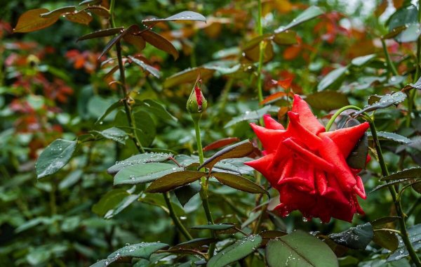 花非花白居易古诗意思
