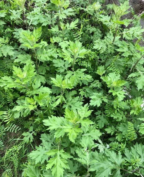 蚊子最怕的植物