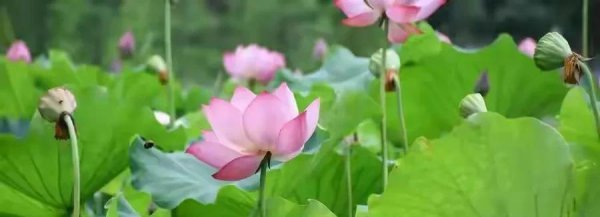 关于赞美父母的诗句