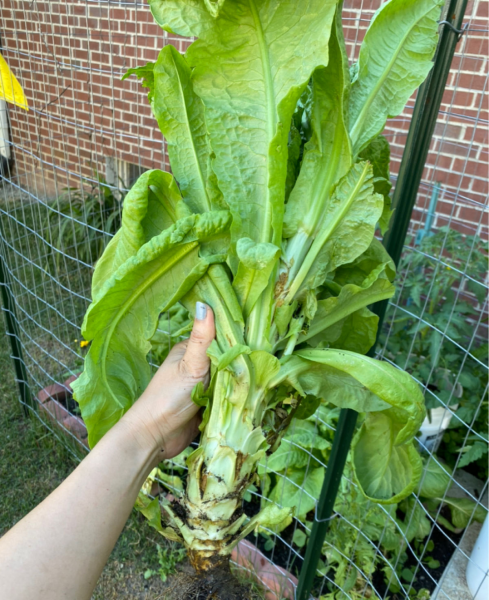 秋冬季适合种什么蔬菜