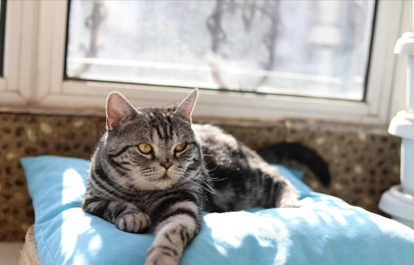虎斑猫怎么看纯不纯