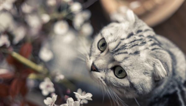 虎斑猫怎么看纯不纯