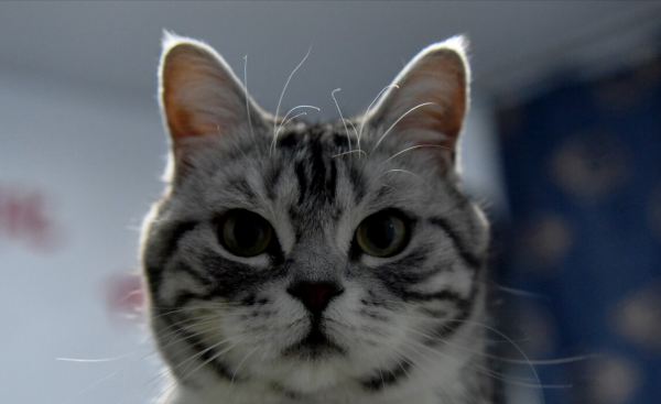 虎斑猫怎么看纯不纯