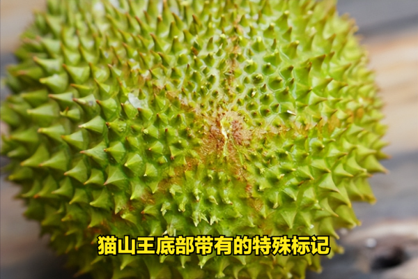最好的榴莲品种排行榜