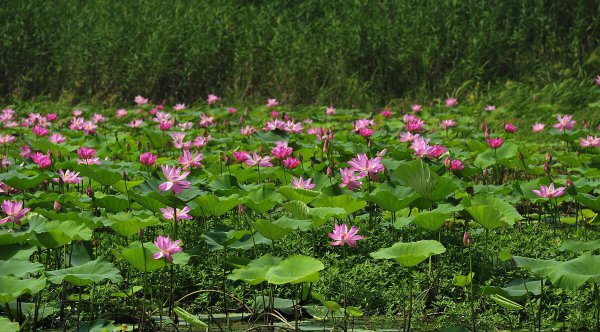 中国淡水湖排名