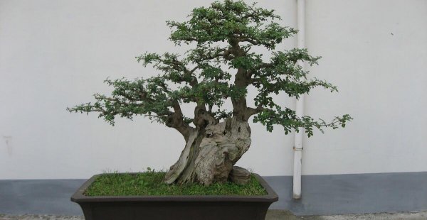 中国最值钱的十大盆景树种
