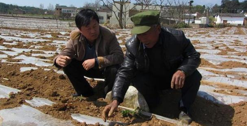种土豆用透明膜还是黑地膜好些