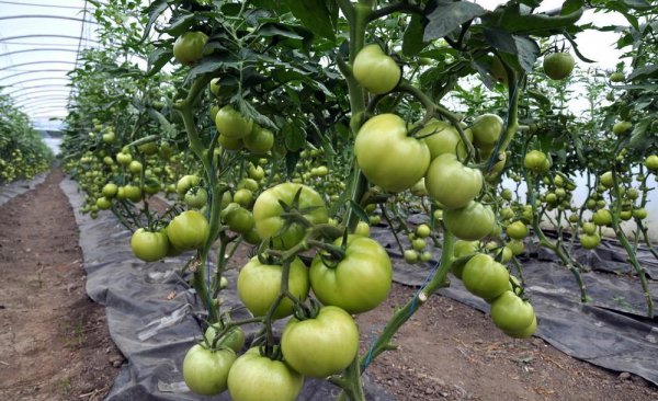 自家种蔬菜一般用什么肥料长得快又好