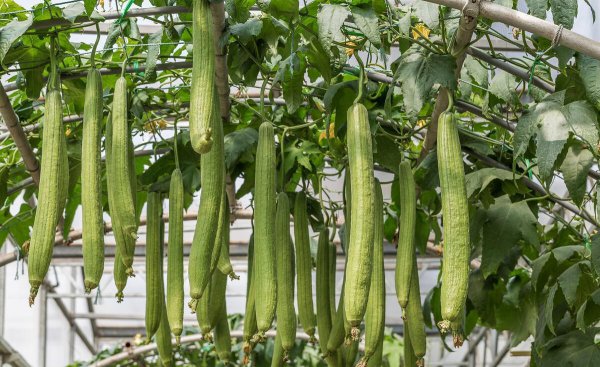自家种蔬菜一般用什么肥料长得快又好