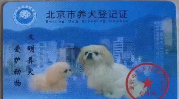 狮子狗是什么品种