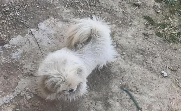 狮子狗是什么品种