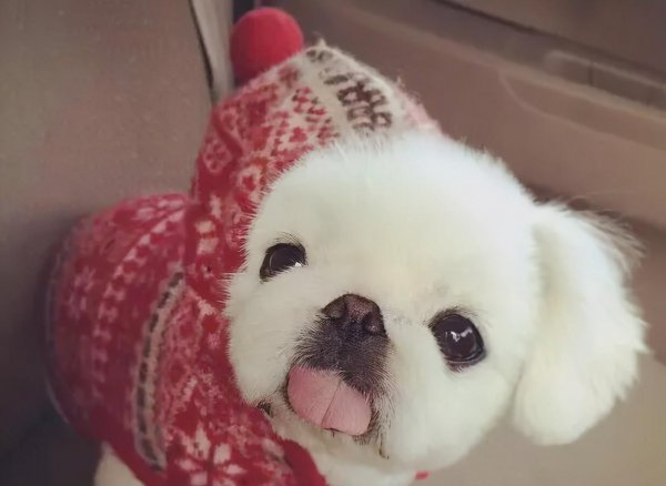 狮子狗是什么品种