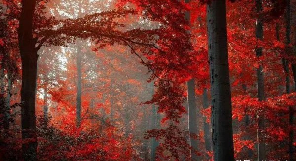 纳兰性德最好的十首诗