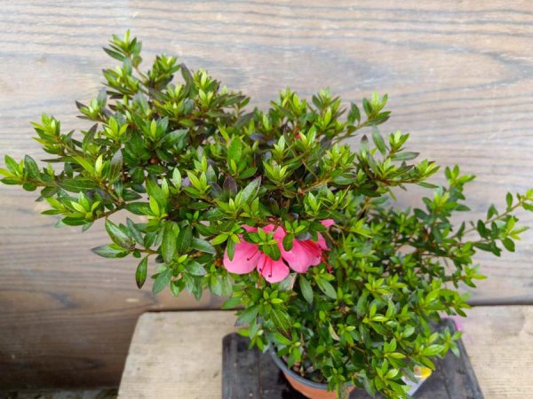 杜鹃花品种及图片大全