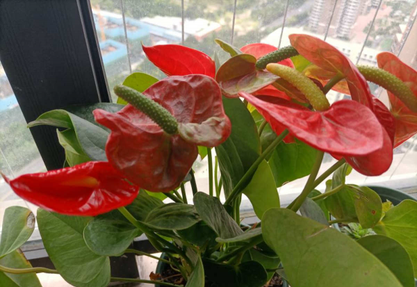 家里适合放什么植物和花卉寓意好