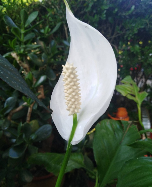 家里适合放什么植物和花卉寓意好