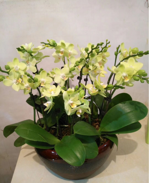 家里适合放什么植物和花卉寓意好
