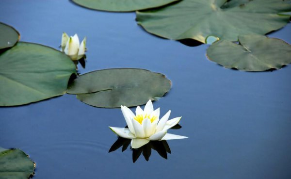 有关睡莲最有名古诗