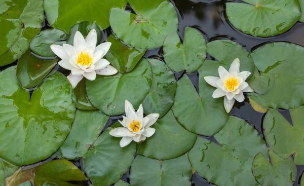 有关睡莲最有名古诗